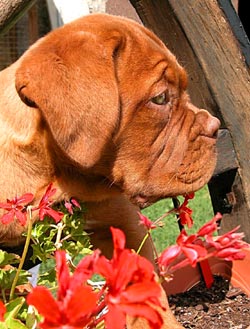 dogue2 bordeaux